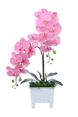 Naklejka premium Orchid in white vase
