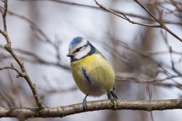 Fototapeta premium Blue Tit on a branch.