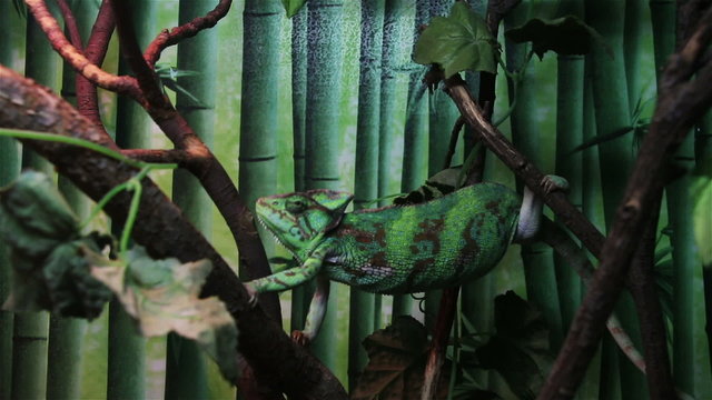 chameleon climbing on the tree
