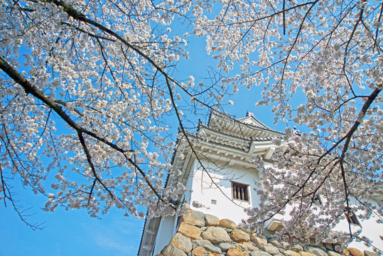 白石城春景色