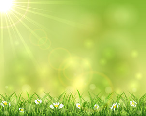 Obraz premium Sunny background with grass and flowers