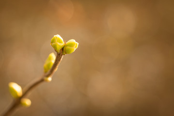 Knospe im Frühling