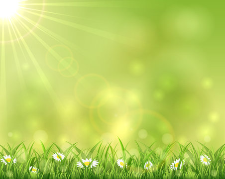 Sunny background with grass and flowers