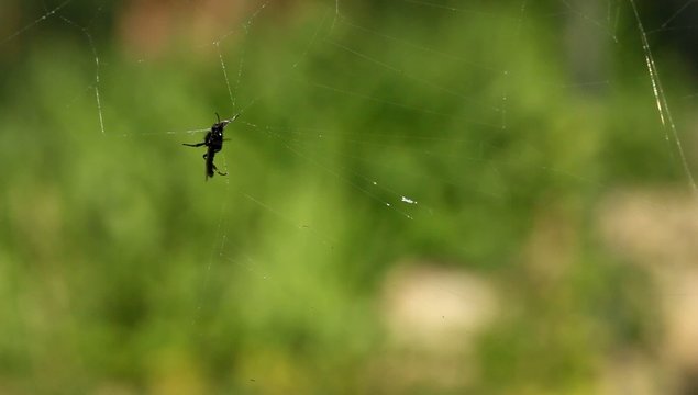 Mouche pi&egrave;ge toile d'araign&eacute;e 2