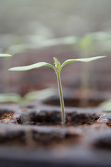 Young tomato plants