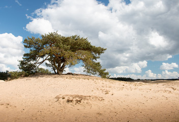 Eenzame boom op zandduin Kootwijkerzand