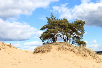Fototapeta na wymiar Bomen op zandverstuiving Kootwijkerzand