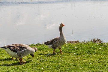 Naklejka na ściany i meble Geese in spring sunny Remich, Luxembourg