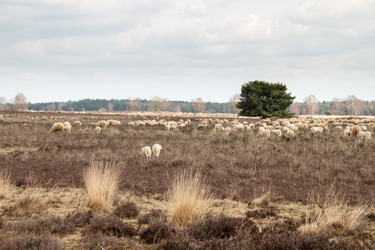 Schaapskudde op de hei