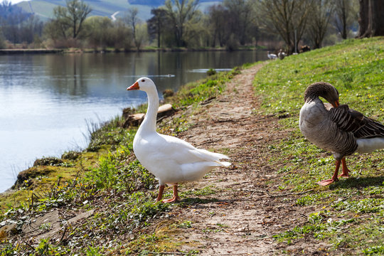Geese in spring sunny Remich, Luxembourg