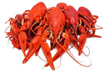 crawfish on a white background
