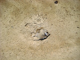 Fischskelett