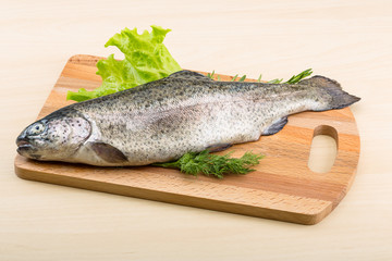 Raw fresh trout