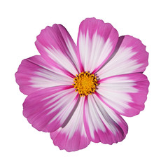 Cosmos rose et blanc © hcast