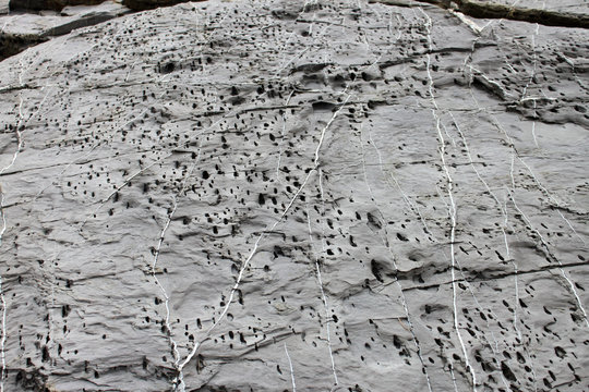 pietra grigia