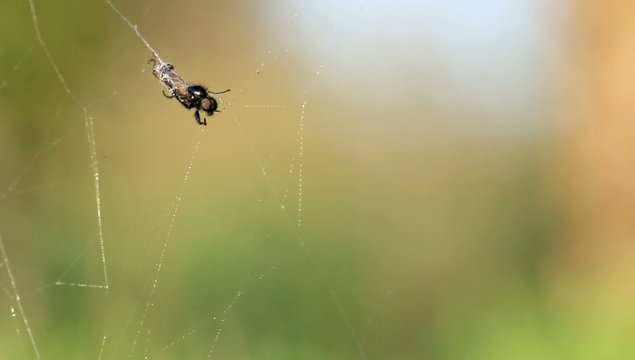 Mouche toile d'araign&eacute;e pi&egrave;ge 2