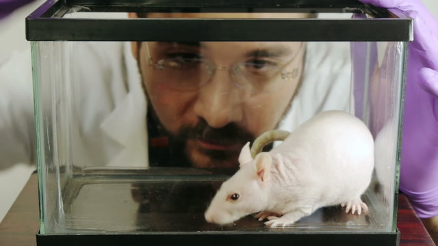 Lab Rat Taken By Scientist