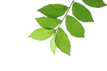 Fototapeta na wymiar Green leaves , isolated on white background.
