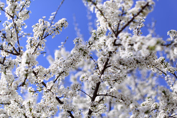 Cherry blooming