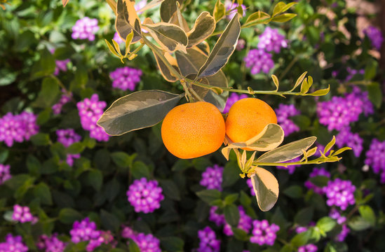 Oranges with flowers
