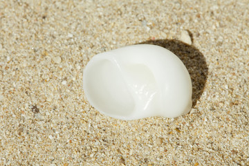 Fototapeta na wymiar white shell - weiße Muschel im Sand