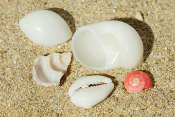 shells - Muscheln im Sand