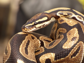 Snake