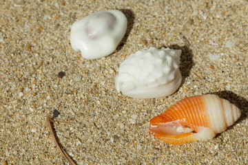 shells - Muscheln in einer Reihe