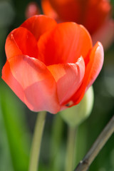 Naklejka premium Fiore e prato, giardino sfondo prato sfocato