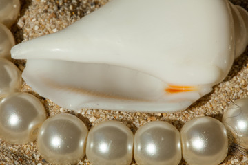 pearls and shell  - Perlen und Muschel im Sand