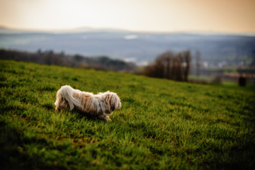 White Dog on Meadow