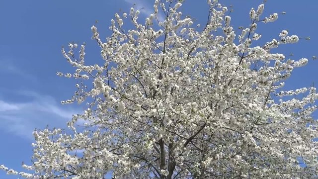 Apfelbaumbl&uuml;te im Fr&uuml;hjahrswind
