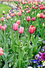 Fototapeta premium Spring flowers. Colorful blossoms. Retro style toned picture