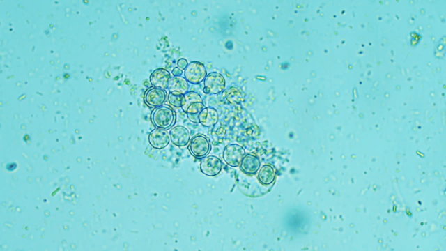 Insect Tissue Sample 600x