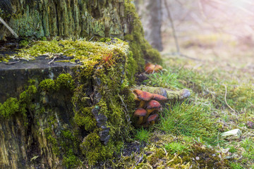Moss and mushrooms