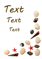 Seashell isolated on white background.