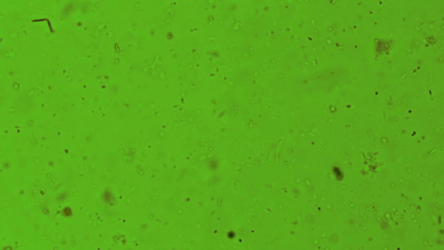 Bacteria Sample Microscope Green Filter