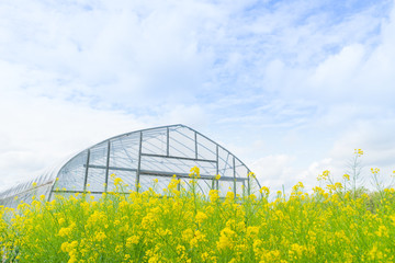 菜の花とビニールハウス
