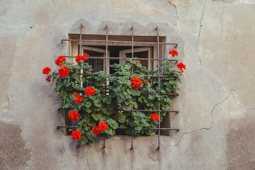 Fototapeta na wymiar old window with plant roses