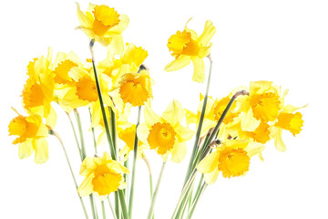 Bouquet of yellow daffodils  on white background