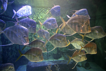 Swimming Fish