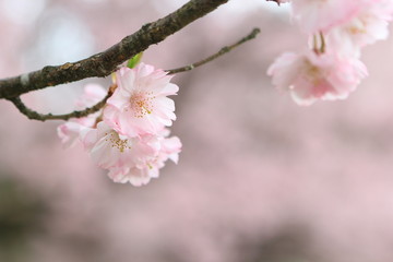 桜（八重紅彼岸）