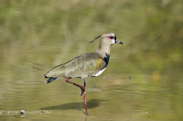 Southern lapwing bird standing on one leg  in the Tatacoa Desert in Colombia