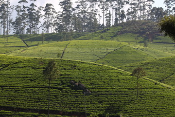 Sri Lanka, black tea plantation hill