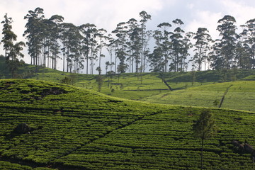 Sri Lanka, black tea plantation hill