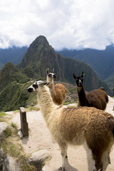 インカ帝国の古都マチュピュツ遺跡