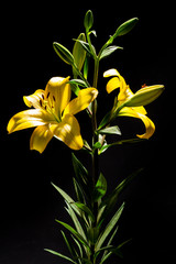 Yellow Lilies © giosscuro