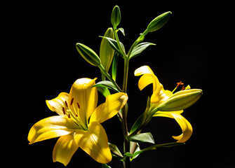 Yellow Lilies