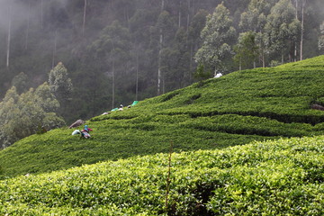 Sri Lanka, black tea plantation hill