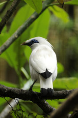 bali mynah back view